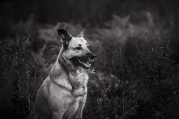 Naklejka premium Mixed breed dog walking in park