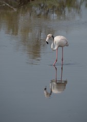  Flamingo - obrazy, fototapety, plakaty