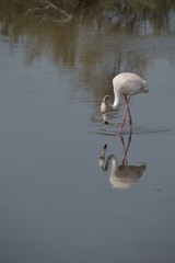  Flamingo - obrazy, fototapety, plakaty