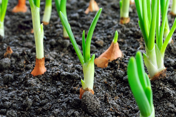 close-up of onion plantation