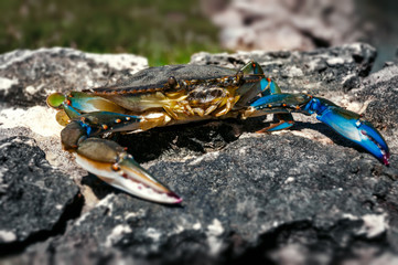 Blue Caribbean crab on top of rock closeup 