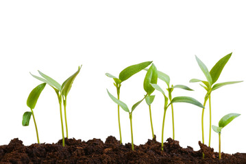 Little green sprout in the ground