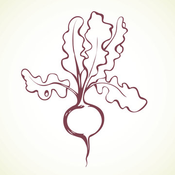 Radish. Vector drawing