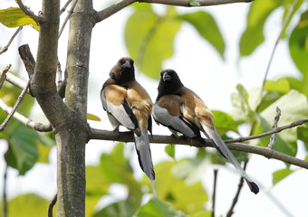 Fototapeta premium The rufous treepies