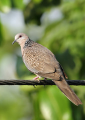 Beautiful Spotted dove 