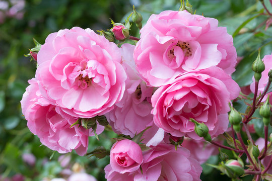 Lovely Pink Climbing Roses