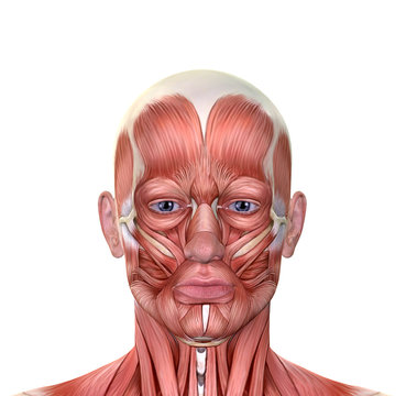 Male Face Muscles Anatomy