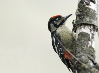 Himalayan woodpecker