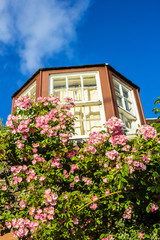 Fototapeta na wymiar A house with pink climbing roses
