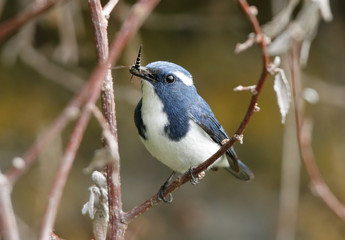 ultramarine flycatcher with catch
