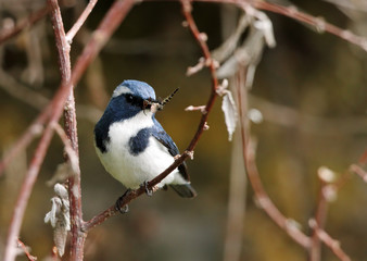 ultramarine flycatcher with prey