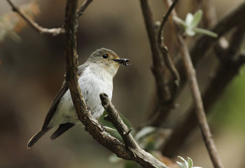 Warbler with prey