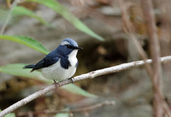 ultramarine flycatcher