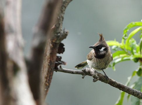 Himalayan Bulbul