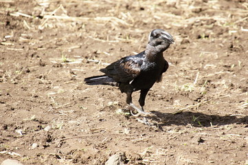 White-necked raven (Corvus albicolis), Simien mountains, Ethiopia