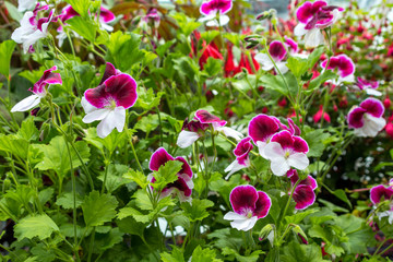 Obraz na płótnie Canvas Beautiful white and purple geranium flowers in the garden