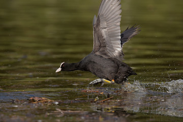 Eurasian Coot, Coot, Fulica atra