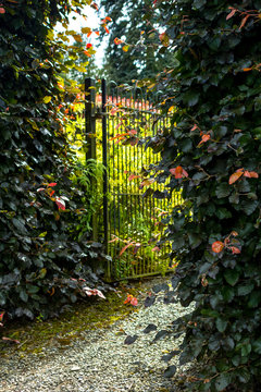 Beautiful old garden gate with hedges