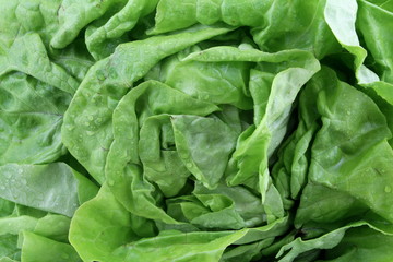 Fototapeta na wymiar eine nahaufnahme von einem salatkopf