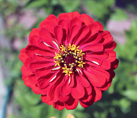 Bright beautiful red zinnia flower in the garden