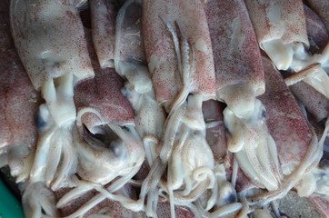 Scampi on fish market