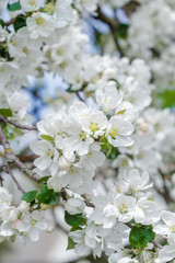 Obraz premium Fresh apple tree branch in spring bloom with pink-whitish soft flowers