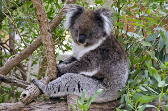 Australain koala