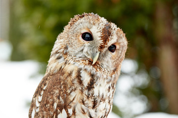 Close up of an owl