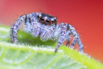 jumping spider macro, red background