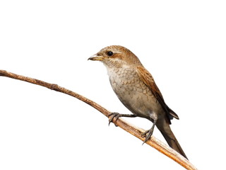Red backed Shrike isolated on white, Lanius collurio