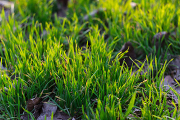 Green grass background