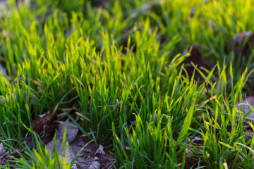 Green grass background