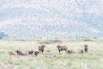Naklejka na ściany i meble Herd of black wildebeest
