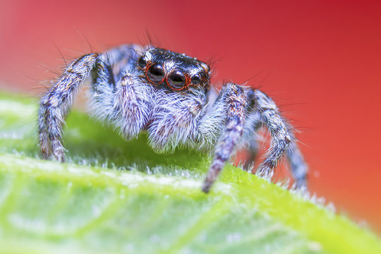 jumping spider macro, red background