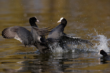 Eurasian Coot, Coot, Fulica atra