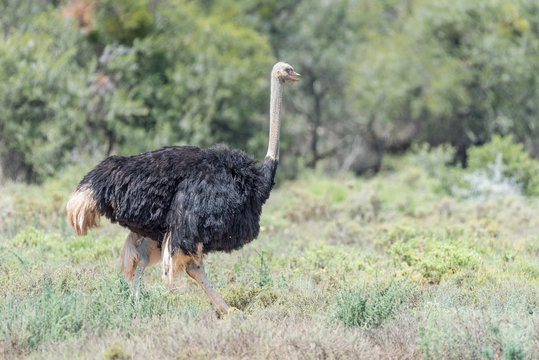 Male ostrich running