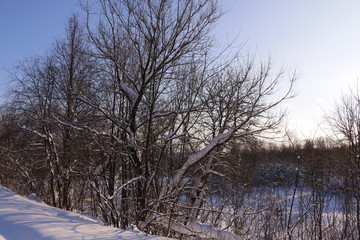Деревья в инее на фоне голубого неба зимним днем