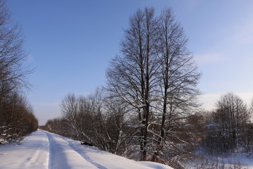 Деревья в инее на фоне голубого неба зимним днем