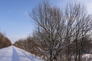 Деревья в инее на фоне голубого неба зимним днем