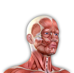 Male Face Muscles Anatomy