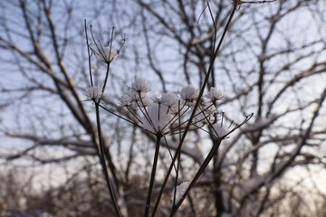 Сухой цветок в снегу на фоне голубого неба зимним днем