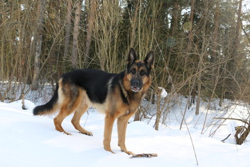 German shepherd dog on the snow in winter day