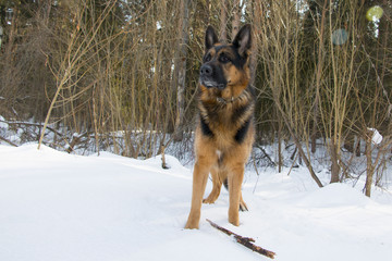 German shepherd dog on the snow in winter day