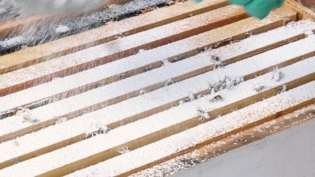 Sprinkling powdered sugar varroa mite treatment