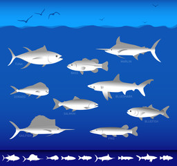 Collection of sea fish