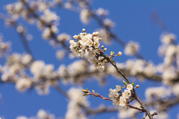 Blooming branch