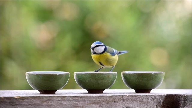 Great tit bird eating from small bowls