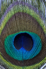 Tavus Kuşu T&uuml;y&uuml;