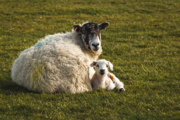 England. Yorkshire. March 2008. Swaledale Ewe and lamb