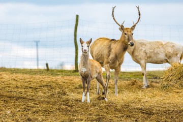 David's Deer in animal park.